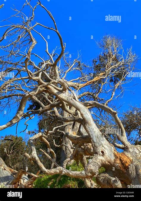 Great Gnarled Tree .